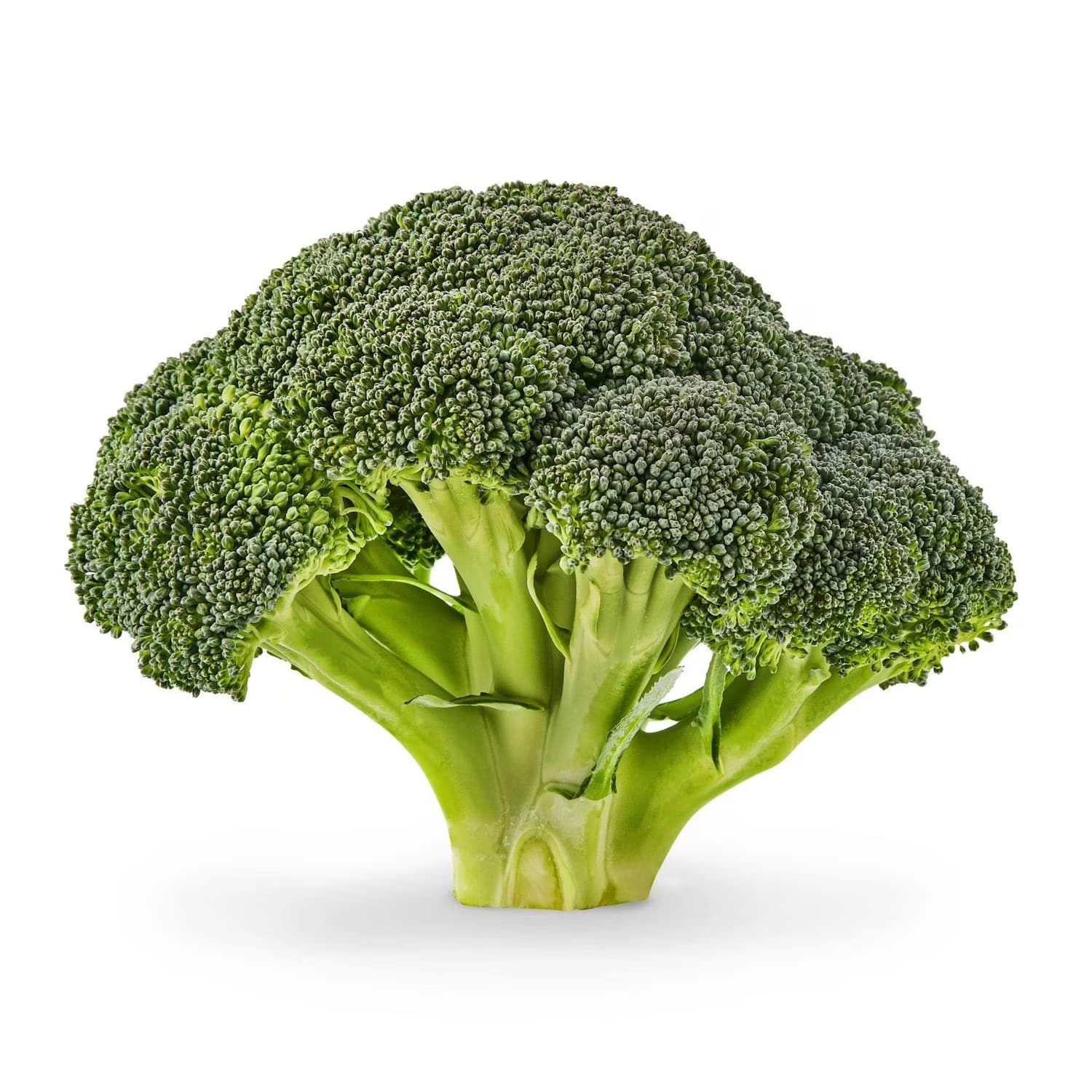 Broccoli Crown (1 unit)